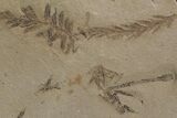 Dawn Redwood (Metasequoia) Fossil - Montana #153723-1